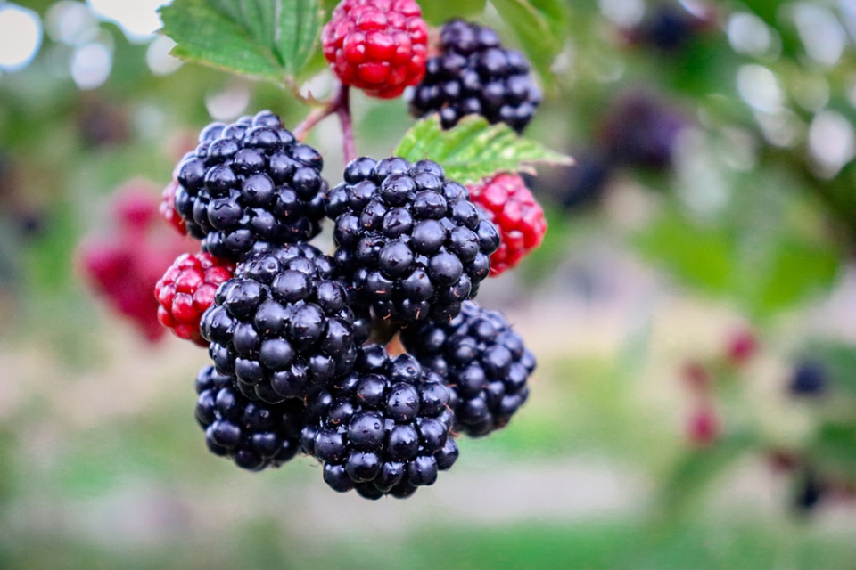 Inilah 9 Manfaat Buah Blackberry untuk Kesehatan