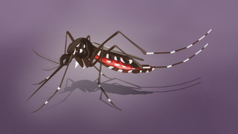 Kementerian Kesehatan Tegaskan Tidak ada Kaitan Antara Keganasan DBD Dengan Nyamuk Ber-Wolbachia