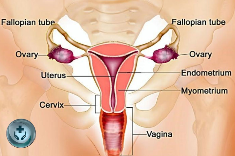 11 Penyakit yang Mengancam Sistem Reproduksi Wanita