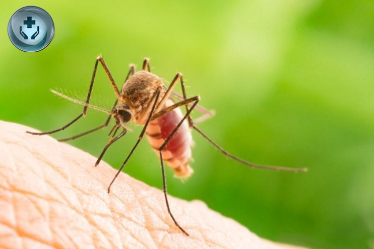 Dengue: Penyebab, Gejala, dan Pengobatan